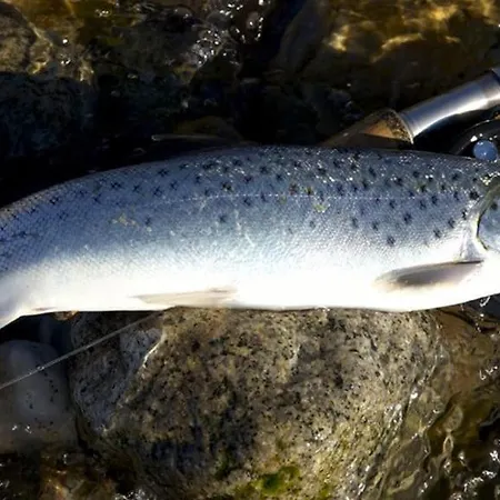 In Scenic Lango * Martofte